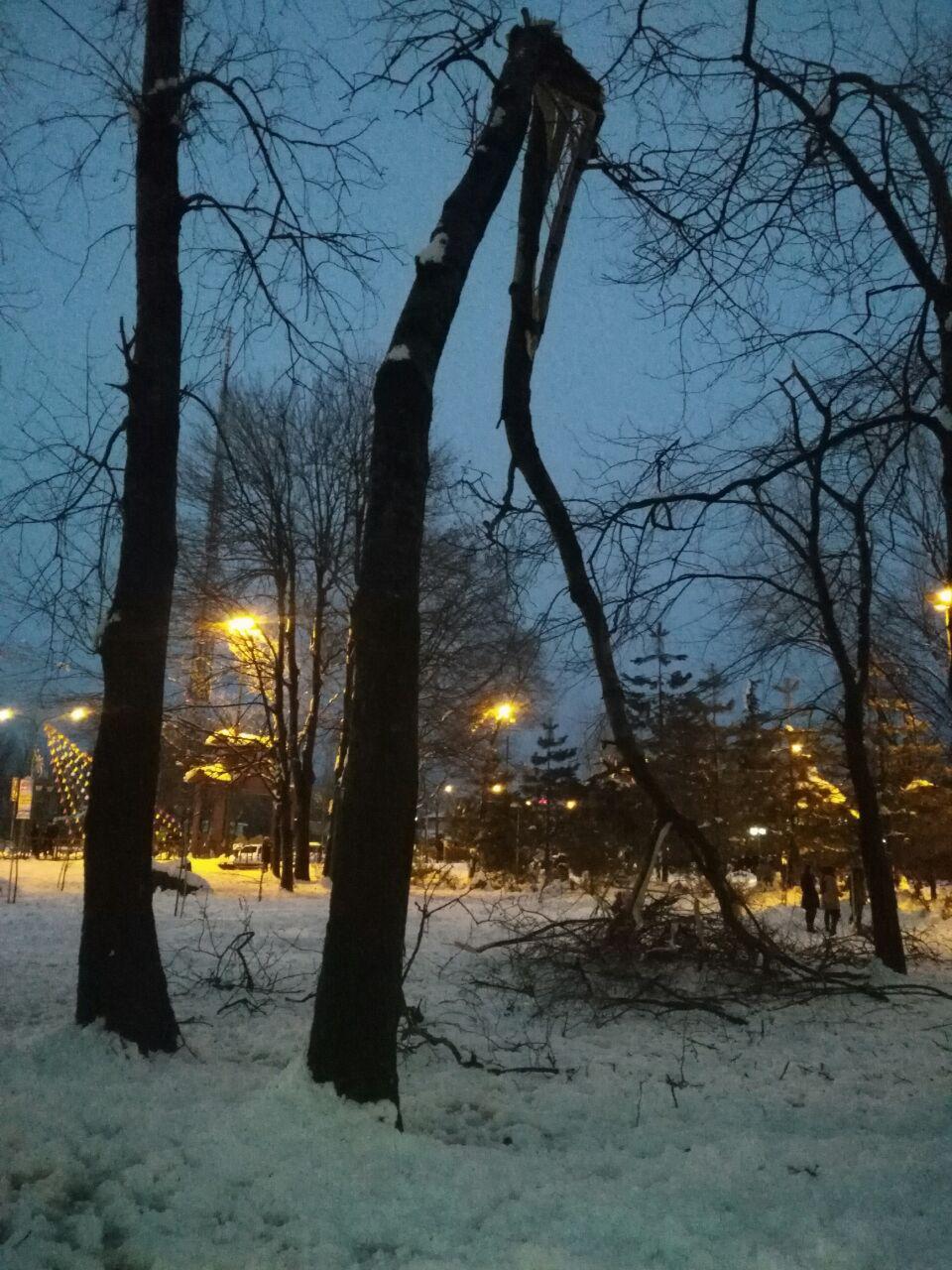 اختصاصی/برخی از درختان بوستان ملت رشت با خاک یکسان شدند