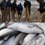 صید ماهیان استخوانی در گیلان ۴۵ درصد افزایش یافت