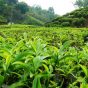 رییس سازمان چای کشور : ۸۳ درصد مطالبات چای کاران پرداخت شد / ارقام جدید چای از نظر عملکرد تولید برتری بیشتری دارند
