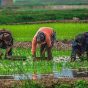 تحقق بیش از ۱۰۰ درصدی کشت قراردادی برنج در گیلان