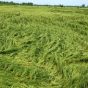 10 درصد مزارع برنج گیلان دچار ورس شد