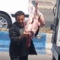 اختصاصی / جواب رییس اداره دام پزشکی شهرستان رشت به یک خبر + پاسخ کاشف اسرار
